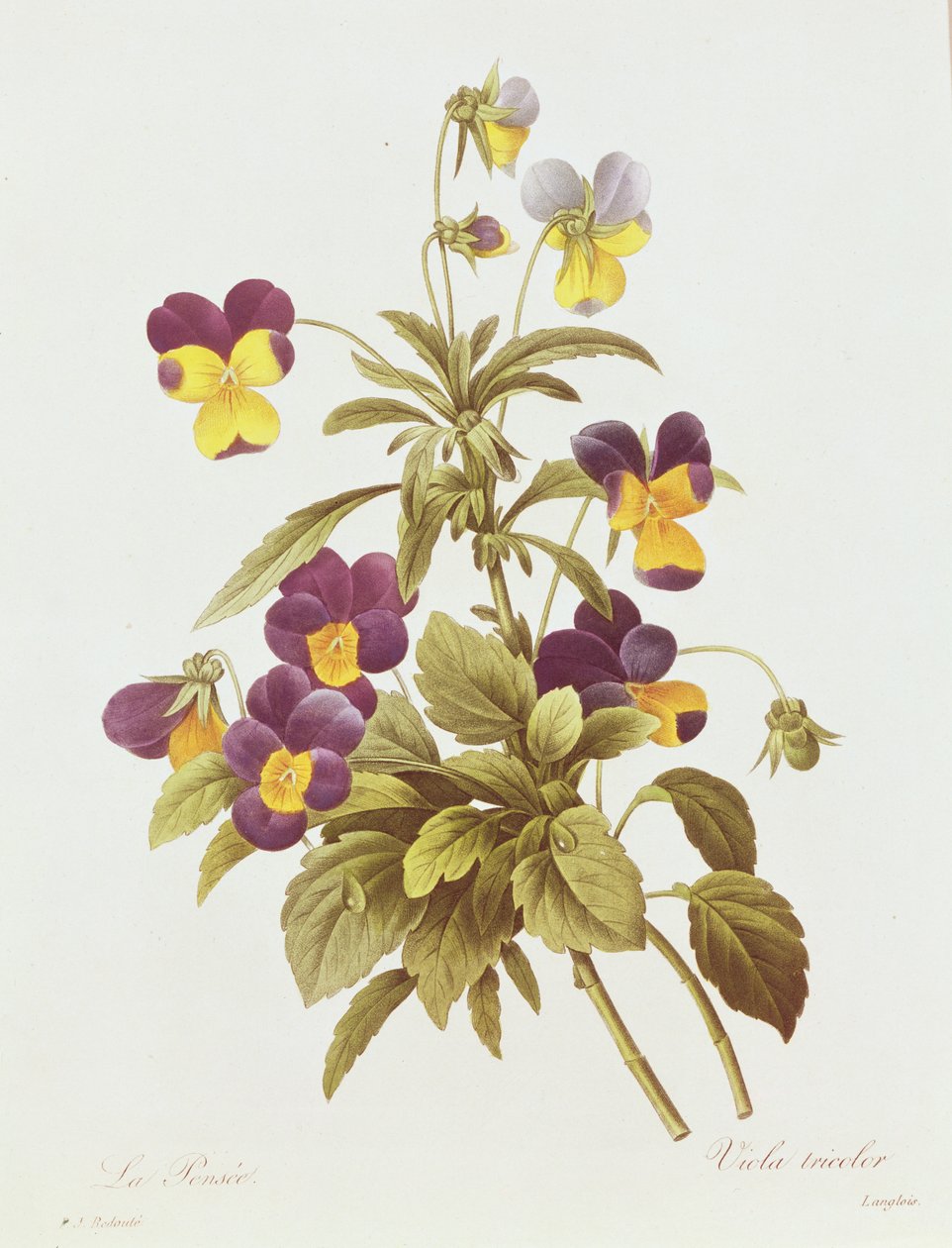 Viola tricolore da Pierre Joseph Redouté