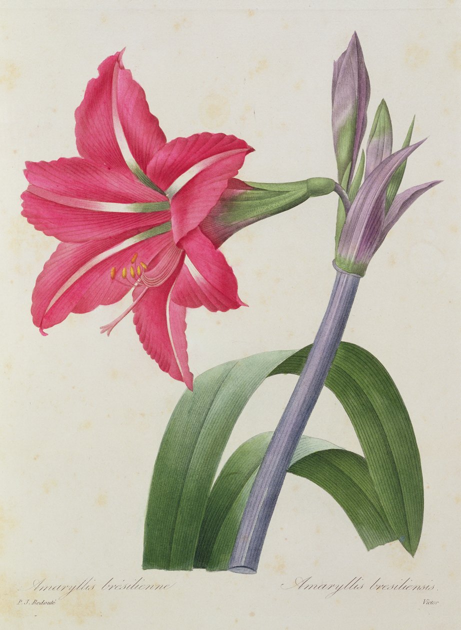 Amaryllis bresiliensis (amarillide brasiliana), inciso da Victor, da 