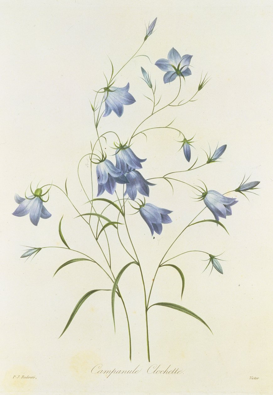 Campanula, inciso da Victor, da 