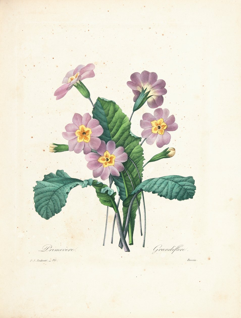 Primula, incisa da Bessin, da 