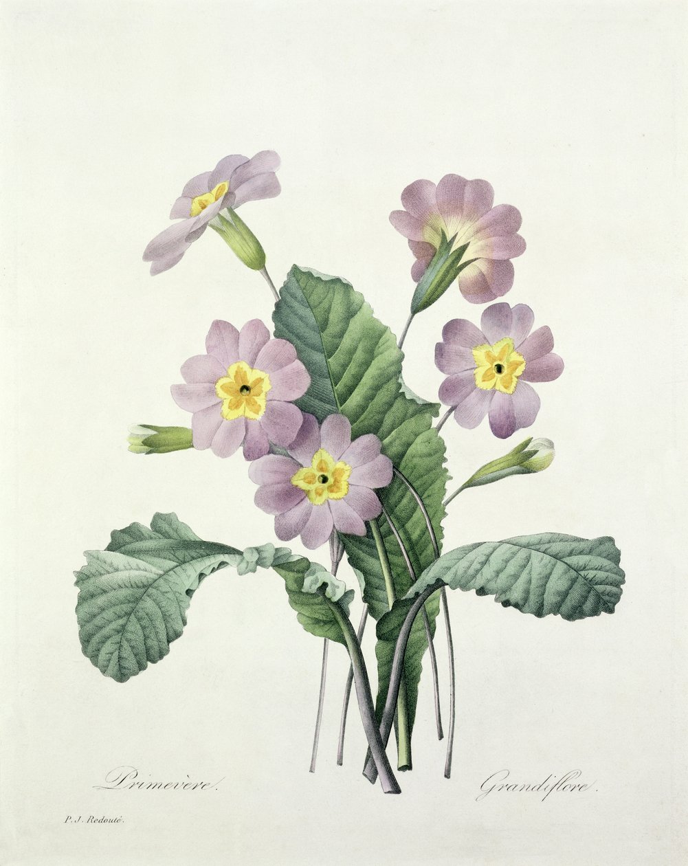 Primula (Primula), incisa da Bessin, da 