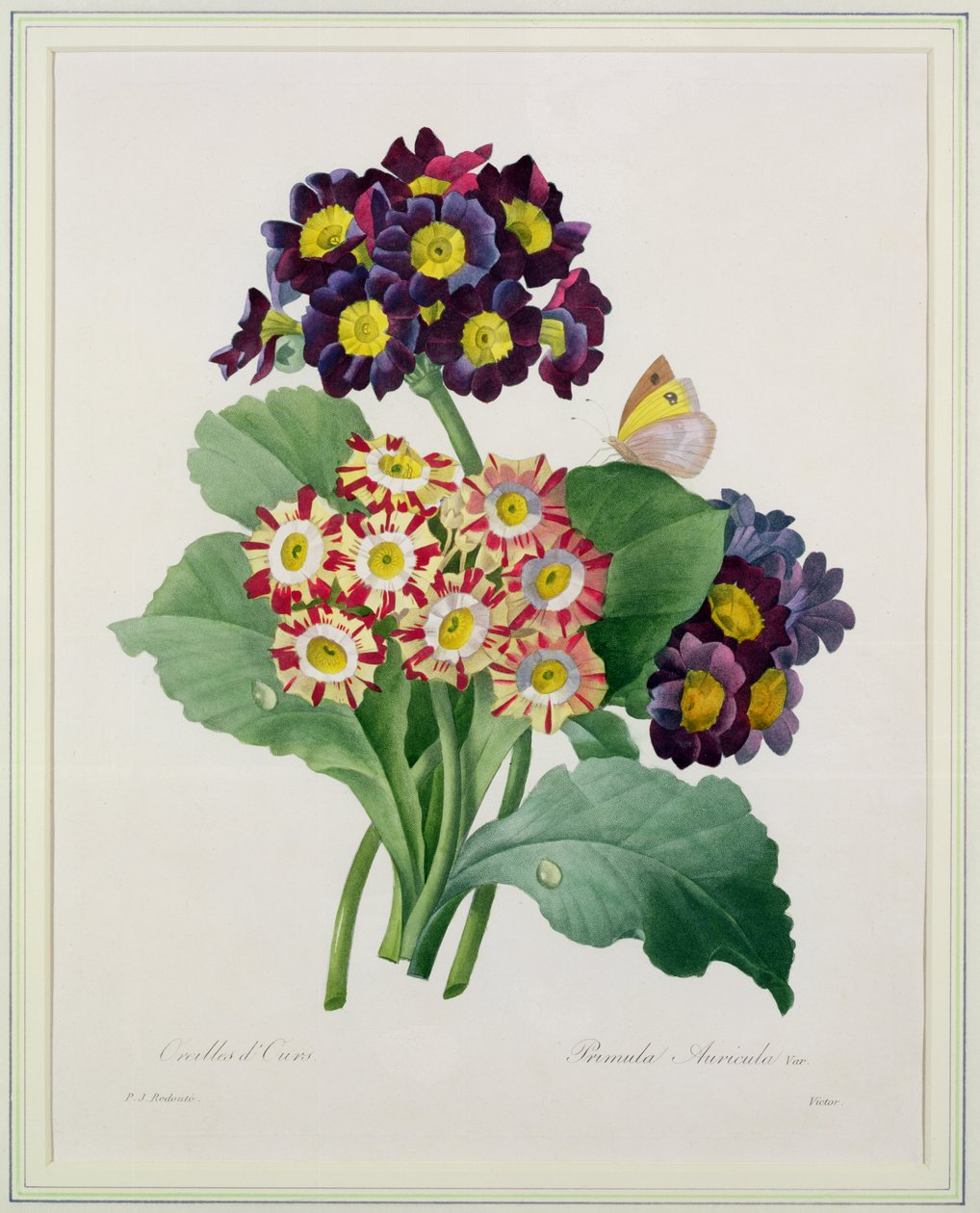 Primula auricula, incisa da Victor, da 