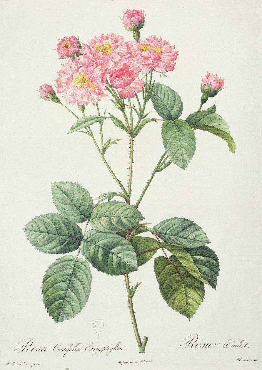 Rosa Centifolia Caryophyllea, incisa da Charlin, pubblicata da Remond da Pierre Joseph Redouté