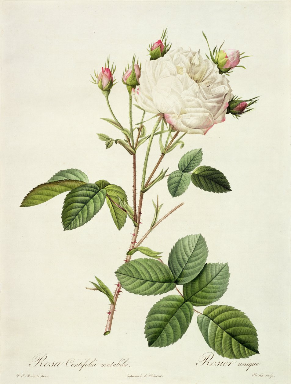 Rosa Centifolia Mutabilis, incisa da Bessin, pubblicata da Remond da Pierre Joseph Redouté