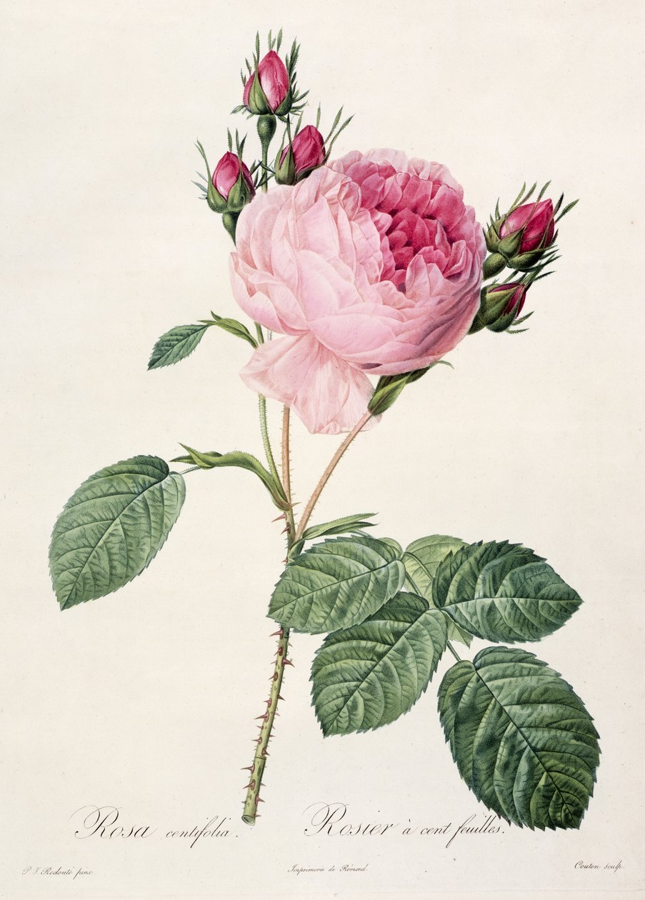 Rosa Centifolia, da 