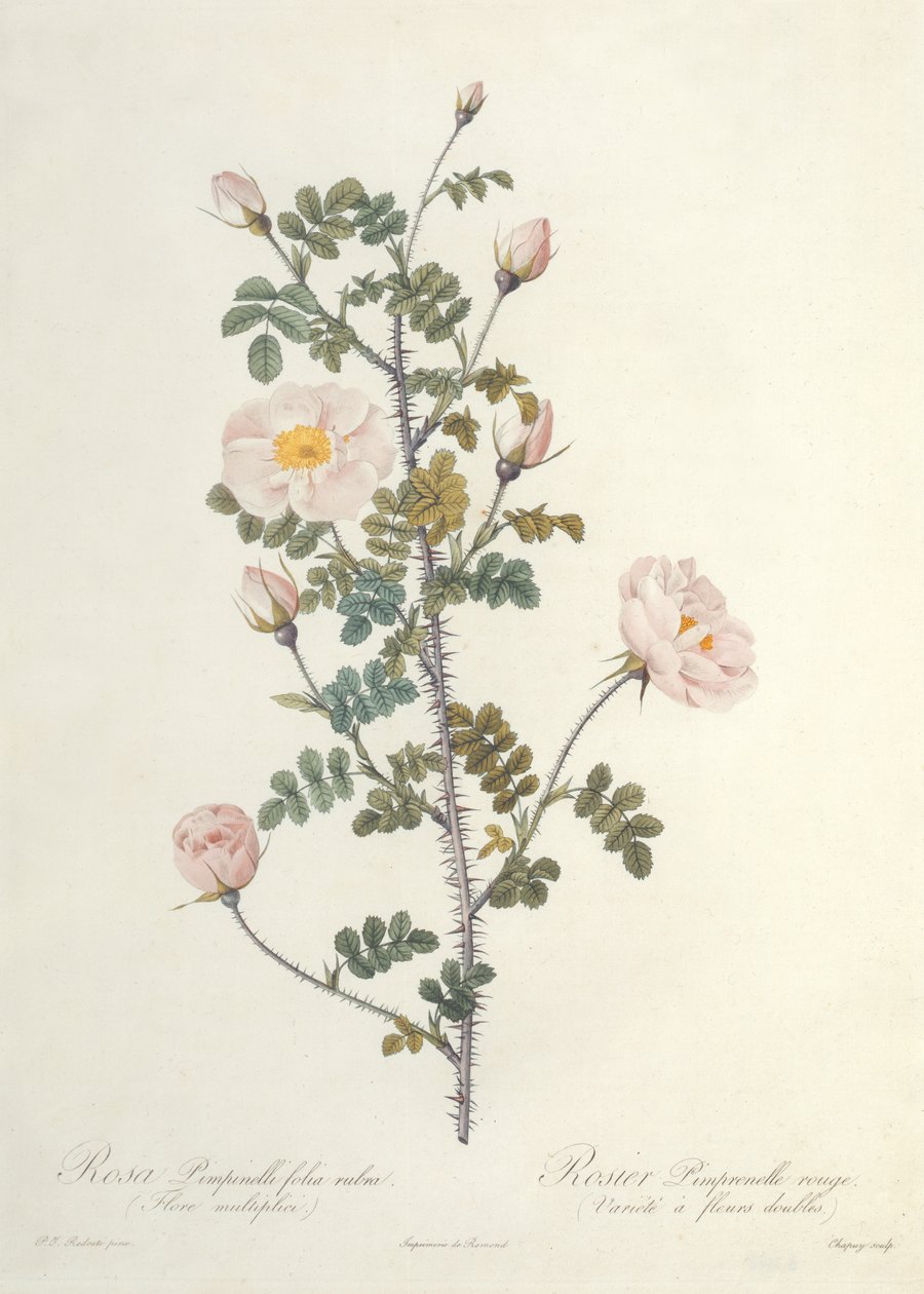 Rosa Pimpinellifolia Rubra Flore Multiplici, inciso da Chapuy, pubblicato da Remond da Pierre Joseph Redouté