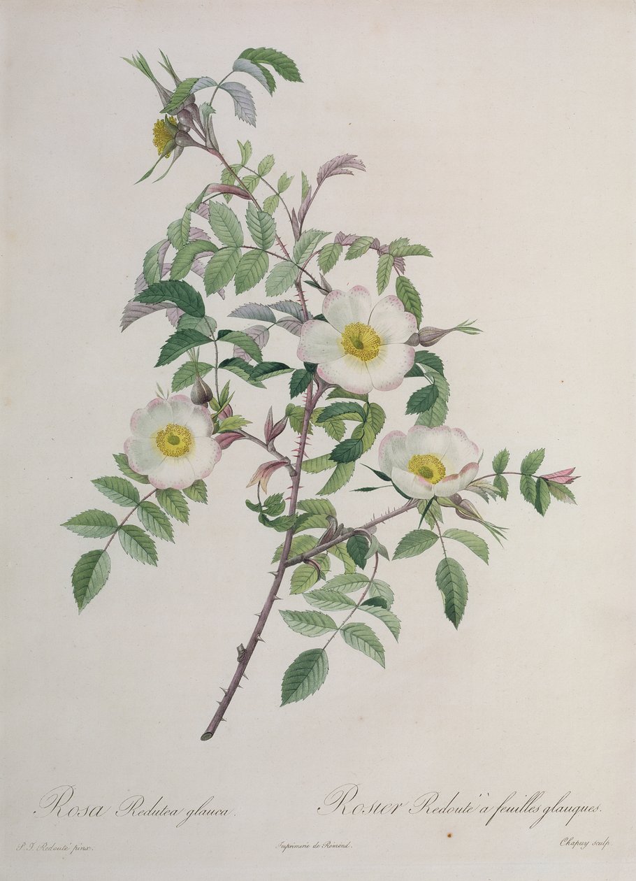 Rosa Redutea glauca, incisa da Chapuy, pubblicata da Remond da Pierre Joseph Redouté