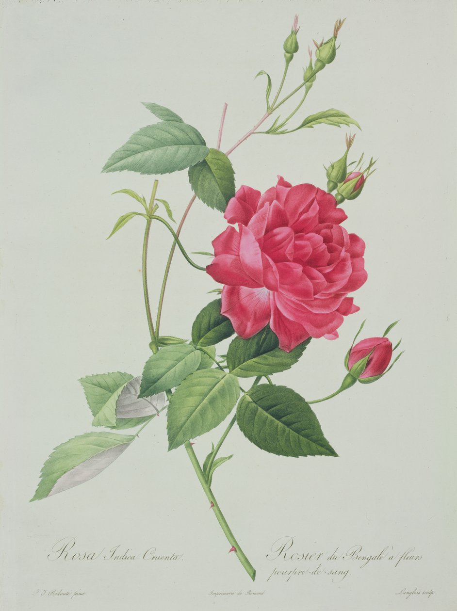 Rosa indica cruenta (rosa del Bengala rosso sangue), incisa da Langlois, da 