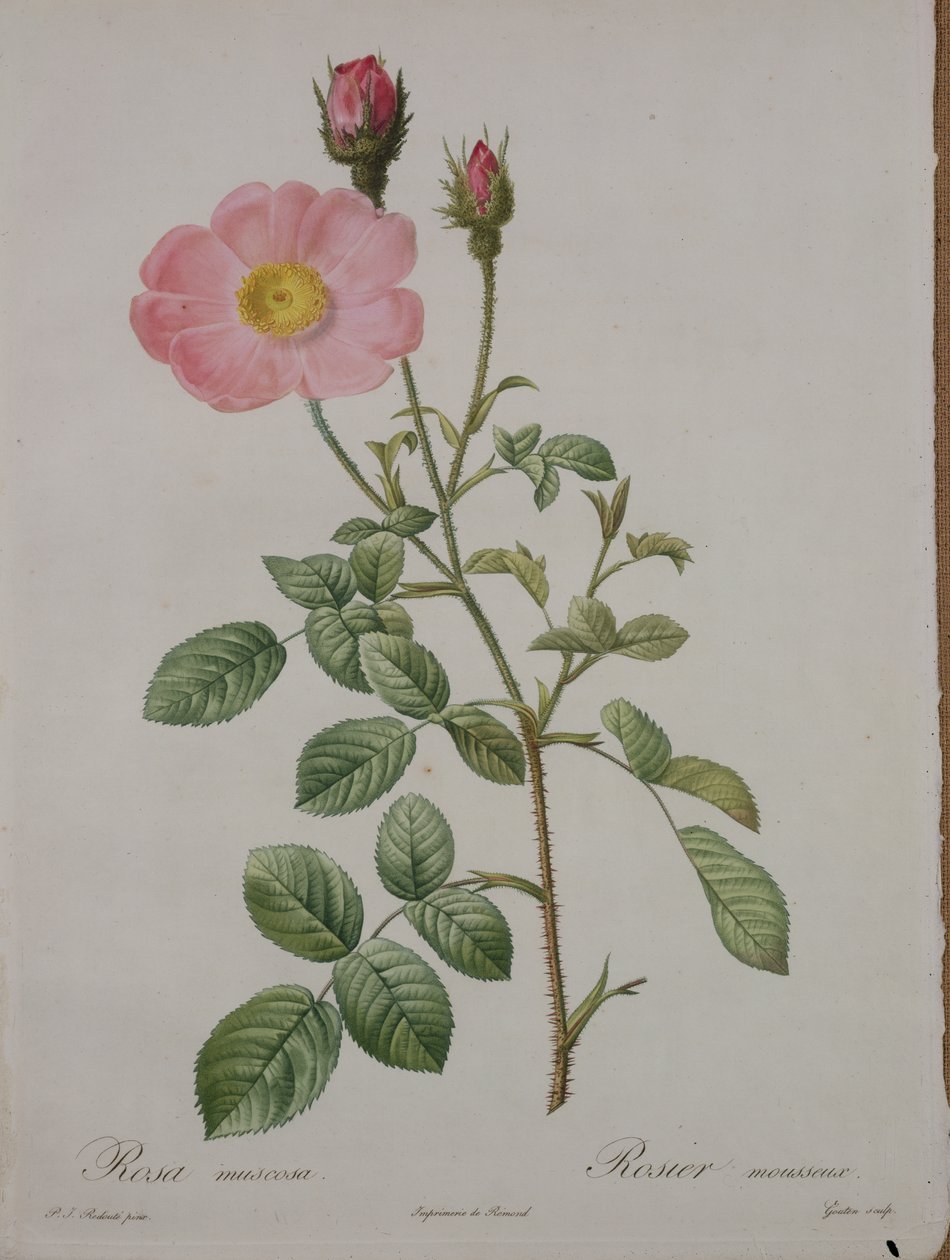 Rosa muscosa (rosa muschiata), incisa da Gouten, da 
