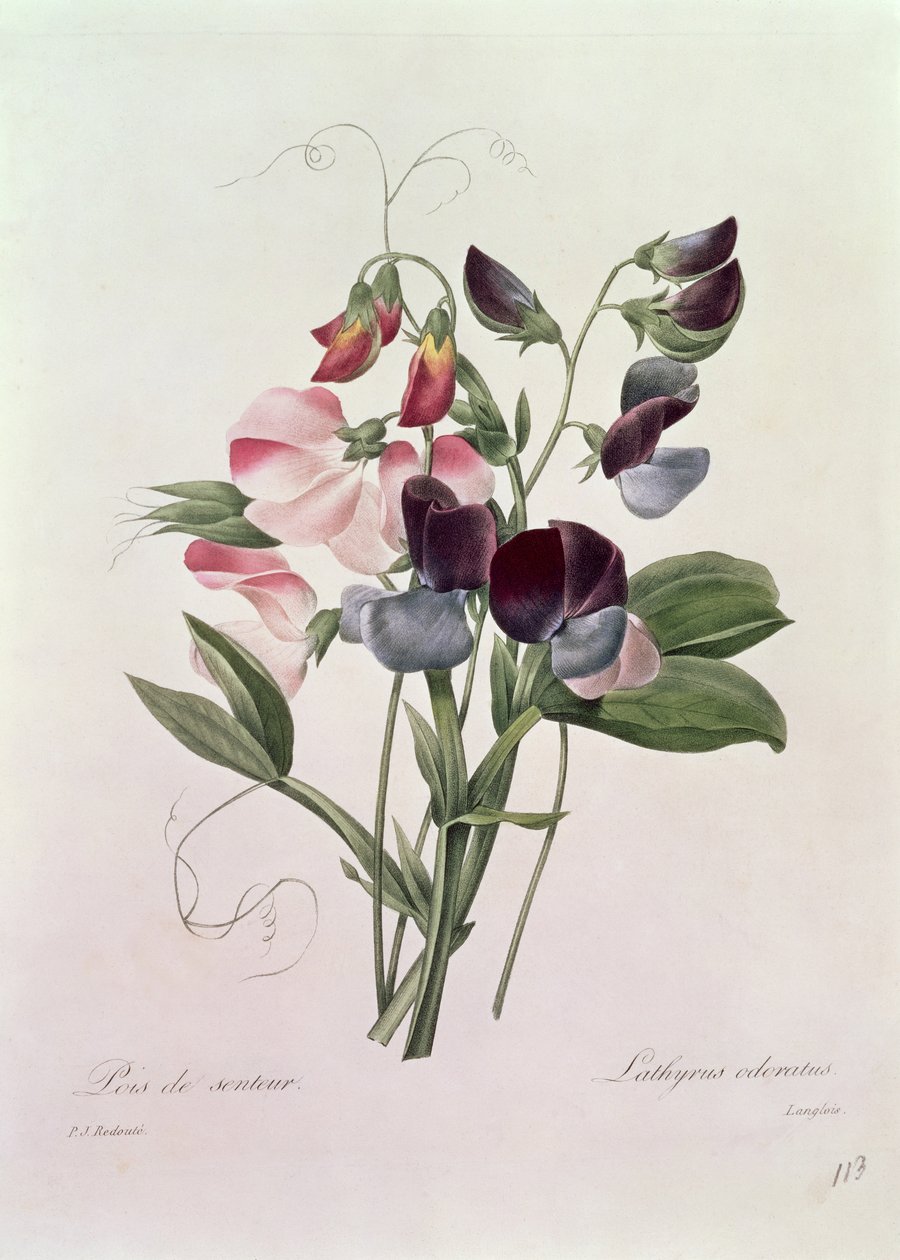 Piselli odorosi (Lathyrus odoratus) inciso da Langlois, da 