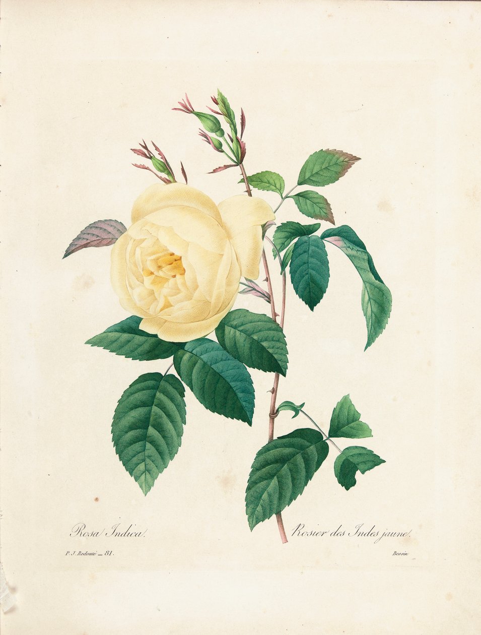 Rosa Indica gialla, incisa da Bessin, da 