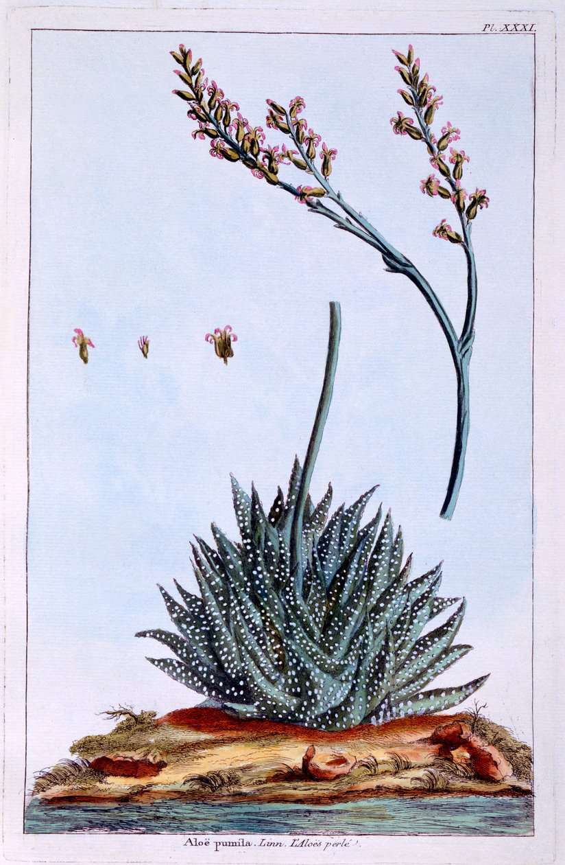 Aloe, illustrazione da 