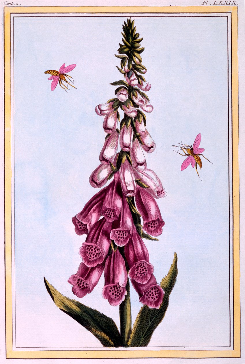 Digitale, illustrazione da 