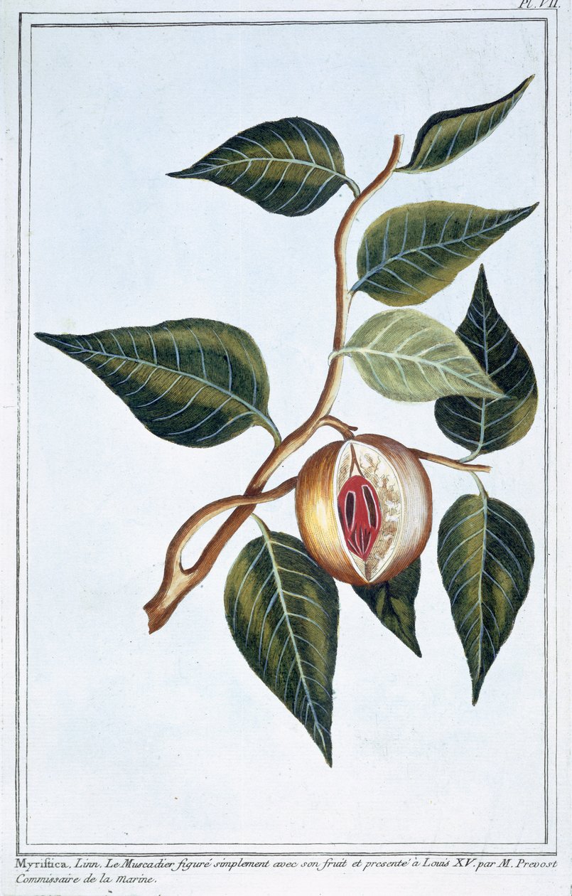 Noce moscata, tavola 7, da 