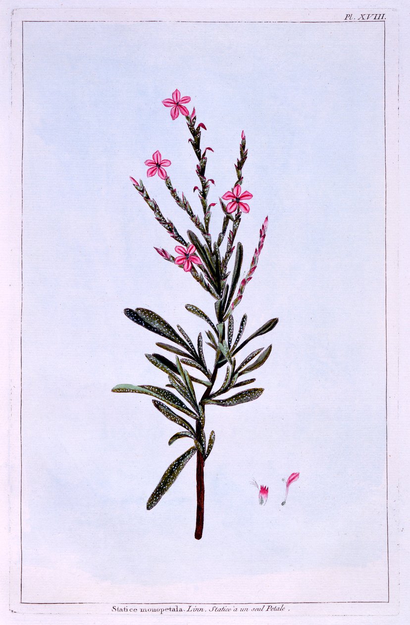 Statice, Phyllostachys spicata da Pierre Joseph Buchoz