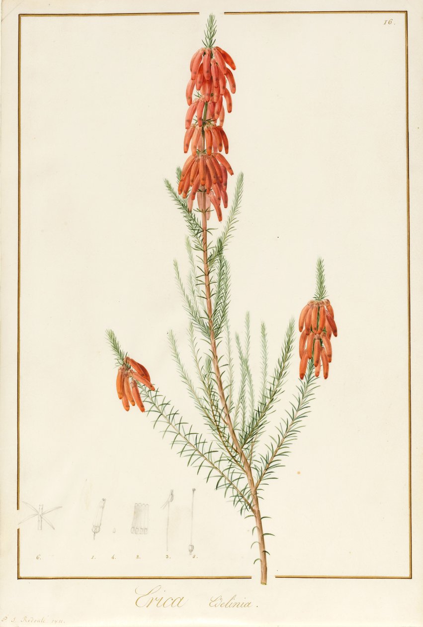 Erica Edilinei, 1811 da Pierre-Joseph Redouté