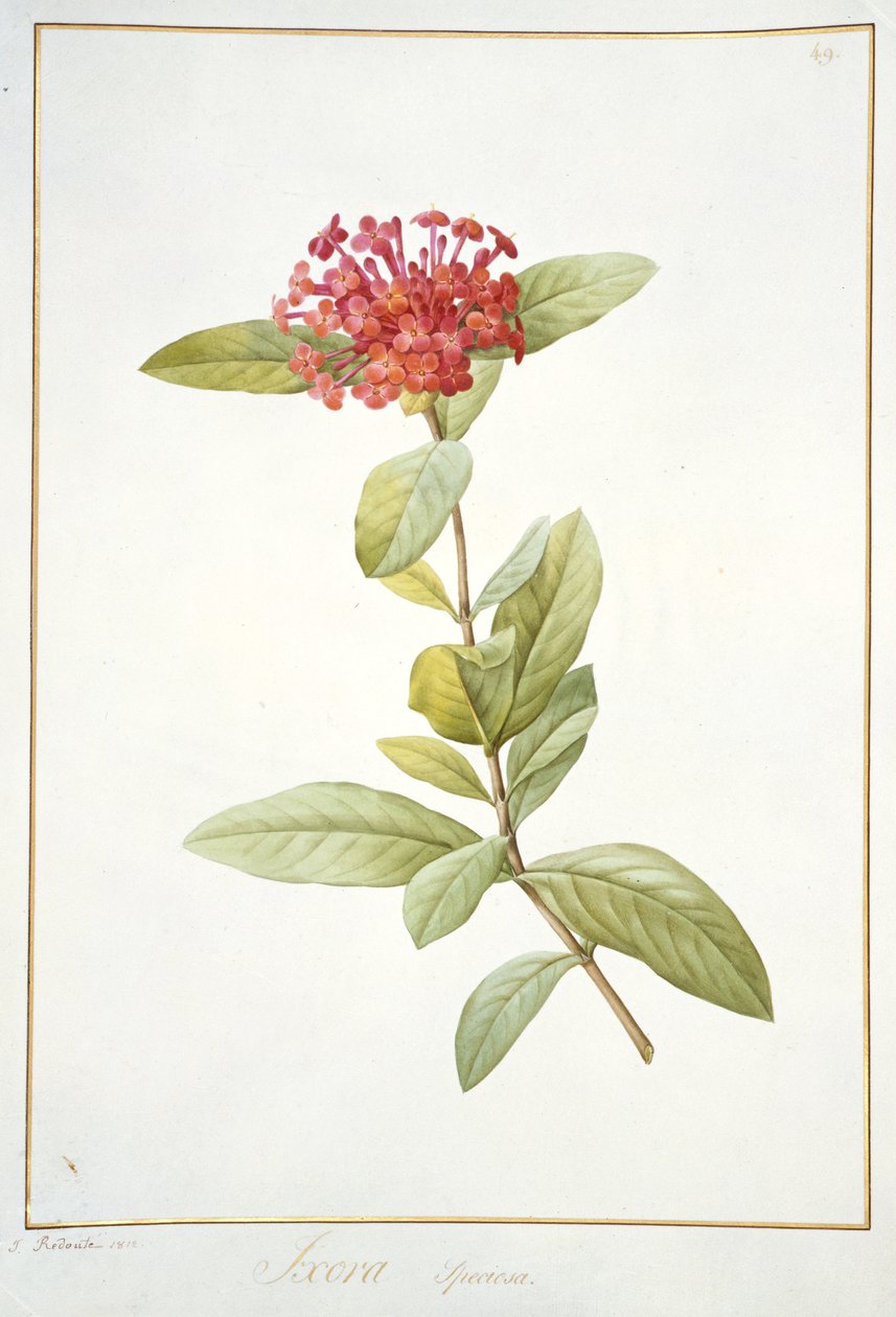 Ixora speciosa, 1812 da Pierre Joseph Redouté