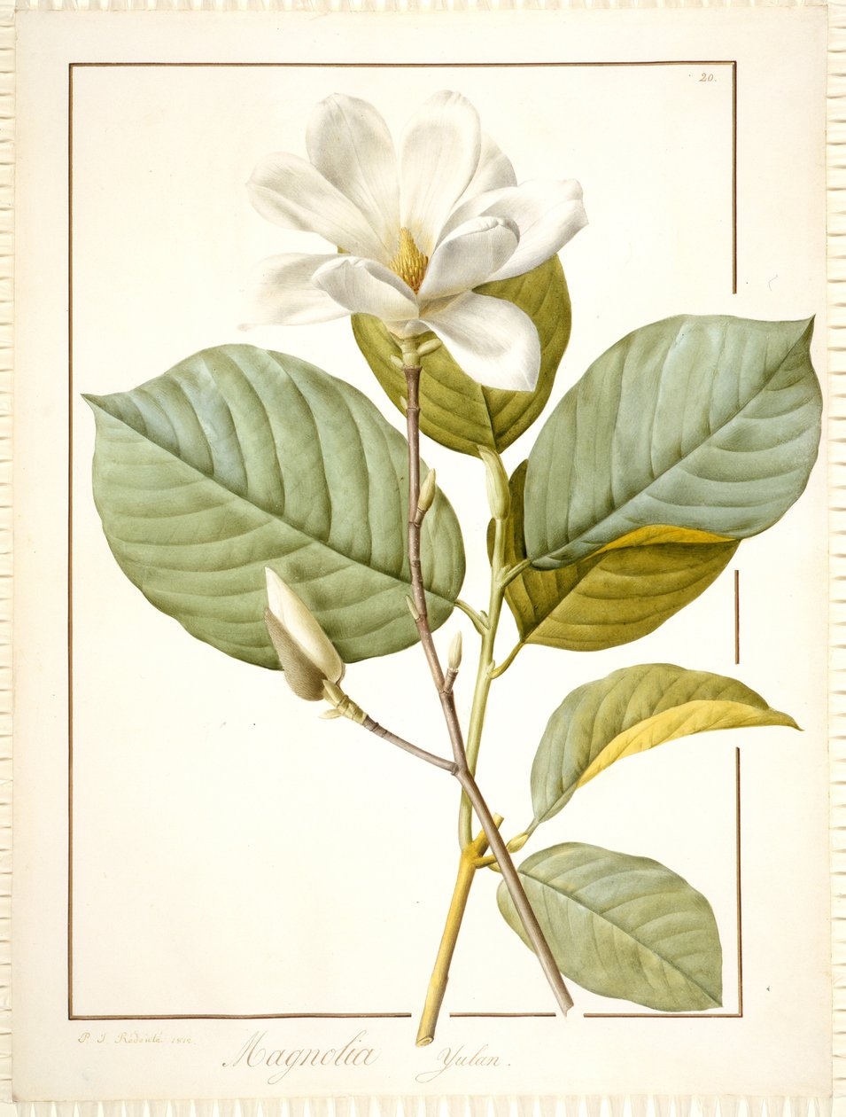 Magnolia Yulan, Magnolia Denudata, 1812 da Pierre Joseph Redouté