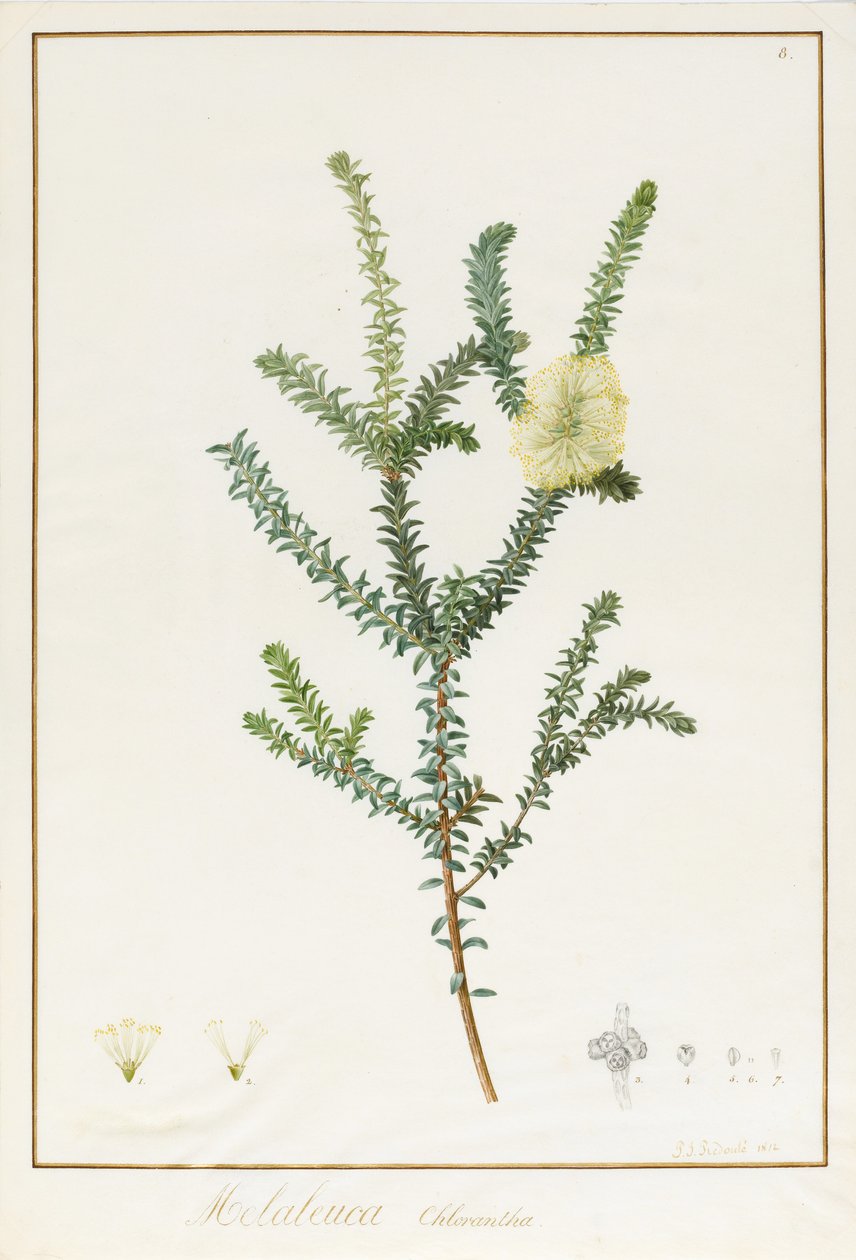 Melaleuca Chlorantha, 1812 da Pierre Joseph Redouté