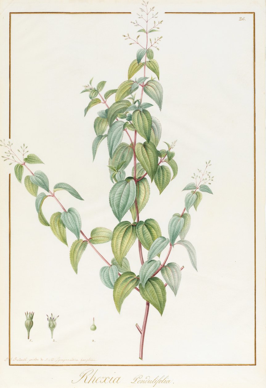 Rhexia Pendulifolia da Pierre Joseph Redouté
