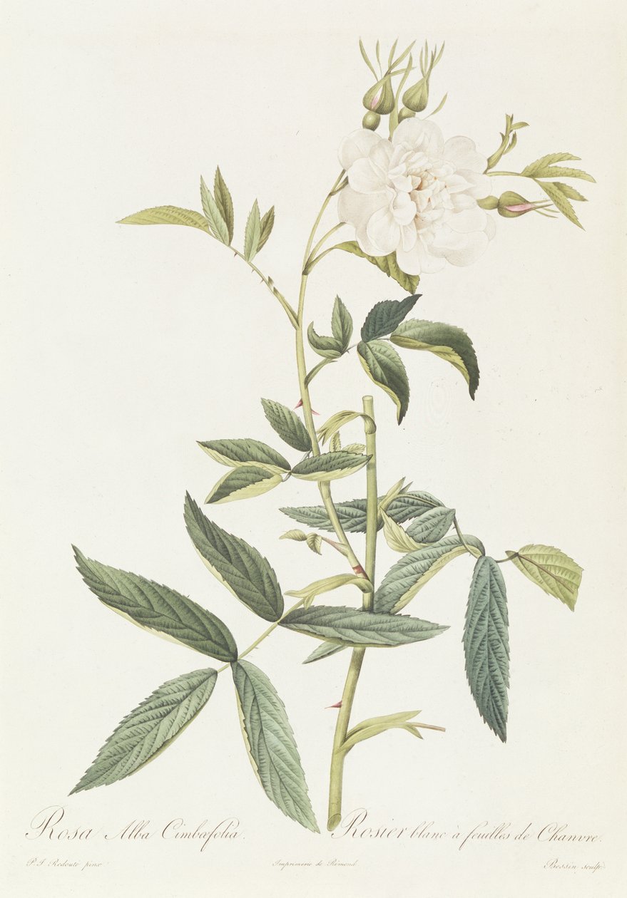 Rosa Alba Cimbaefolia da Pierre Joseph Redouté