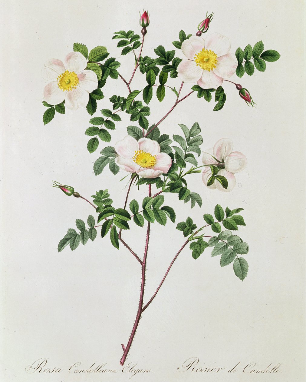 Rosa Candolleana Elegans da Pierre Joseph Redouté