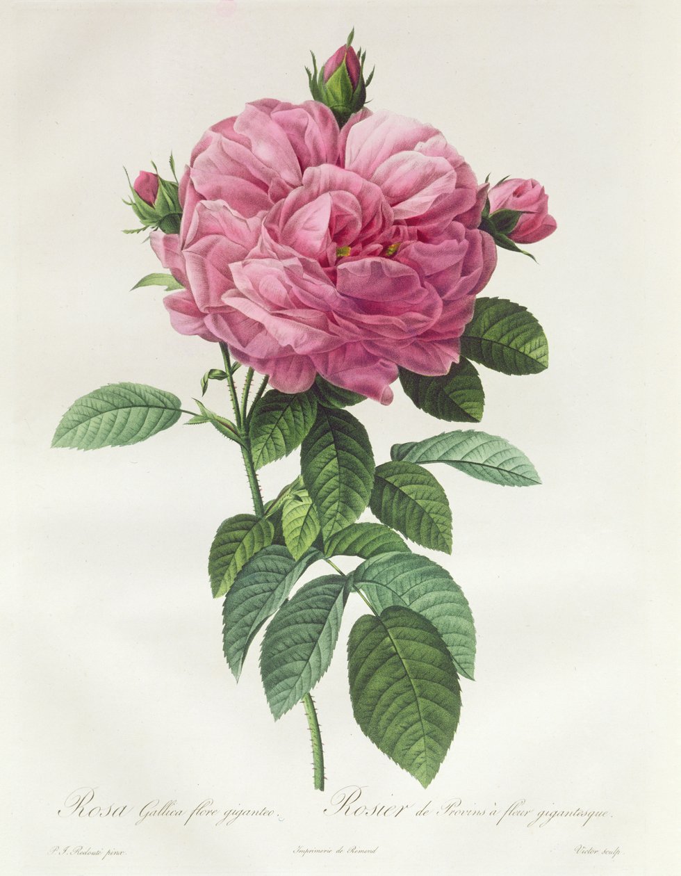 Rosa Gallica Flore Giganteo da Pierre Joseph Redouté