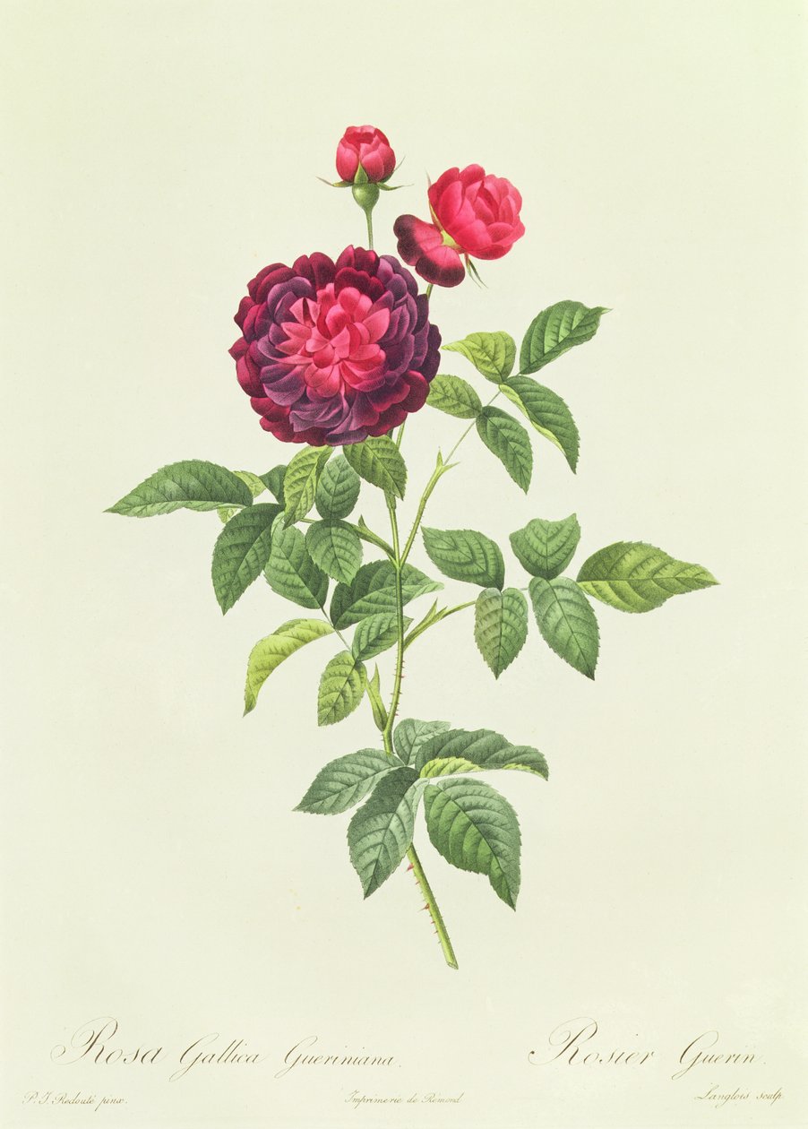 Rosa Gallica Gueriniana da Pierre Joseph Redouté