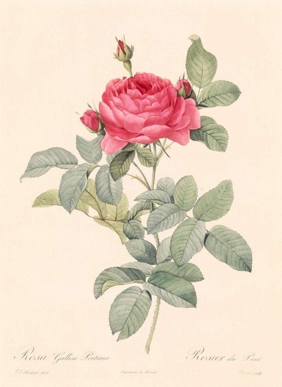 Rosa Gallica Pontiana da Pierre Joseph Redouté