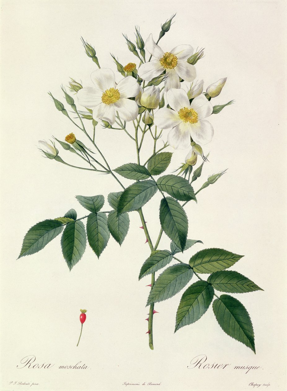 Rosa moschata o Rosa muschiata da Pierre Joseph Redouté