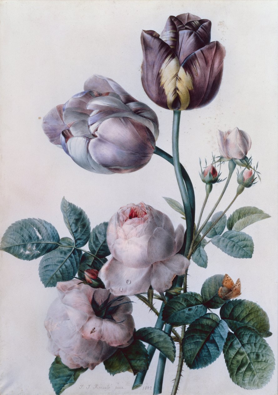 Una Rosa Cavolo, Due Tulipani, Una Piccola Farfalla Tartaruga, Prato Giallo da Pierre Joseph Redouté