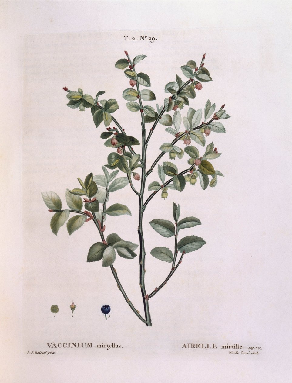 Mirtillo (Vaccinium myrtillus), tavola botanica di Pierre Joseph Redouté da Pierre Joseph Redouté