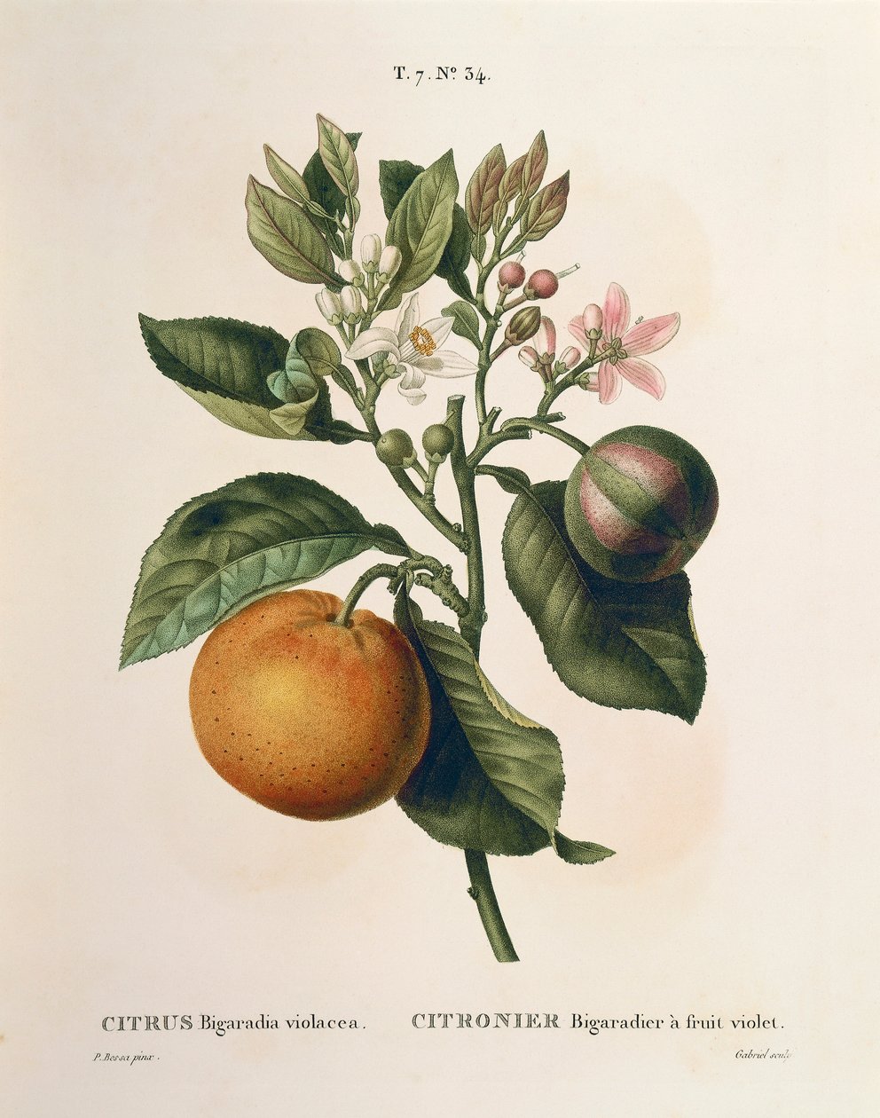 Arancio amaro (Citrus aurantium) con frutto viola di Pierre Joseph Redouté da Pierre Joseph Redouté