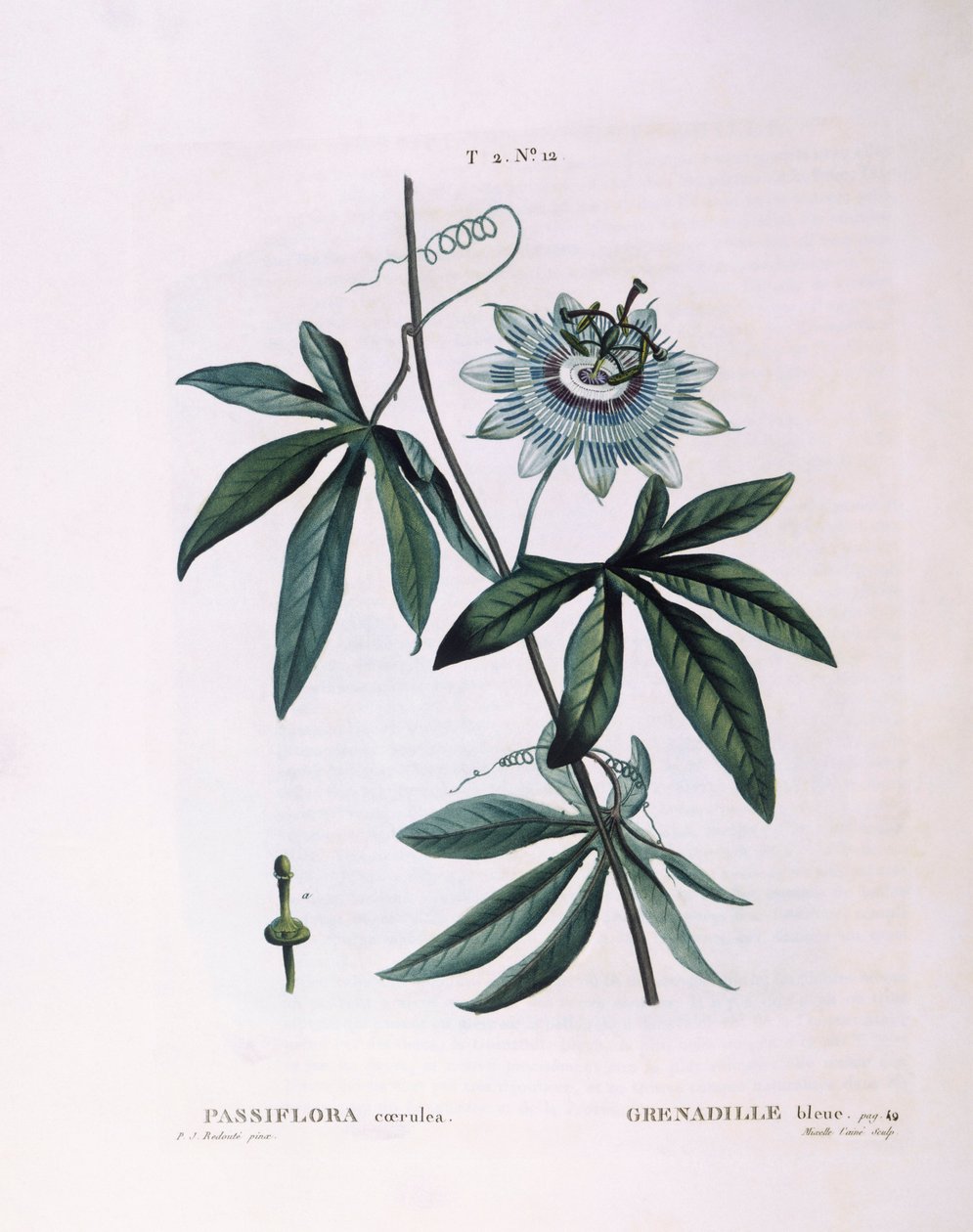 Passiflora blu (Passiflora caerulea), tavola botanica di Pierre Joseph Redouté da Pierre Joseph Redouté