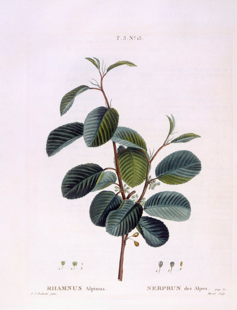 Spino cervino (Rhamnus alpinus), tavola botanica di Pierre Joseph Redouté da Pierre Joseph Redouté