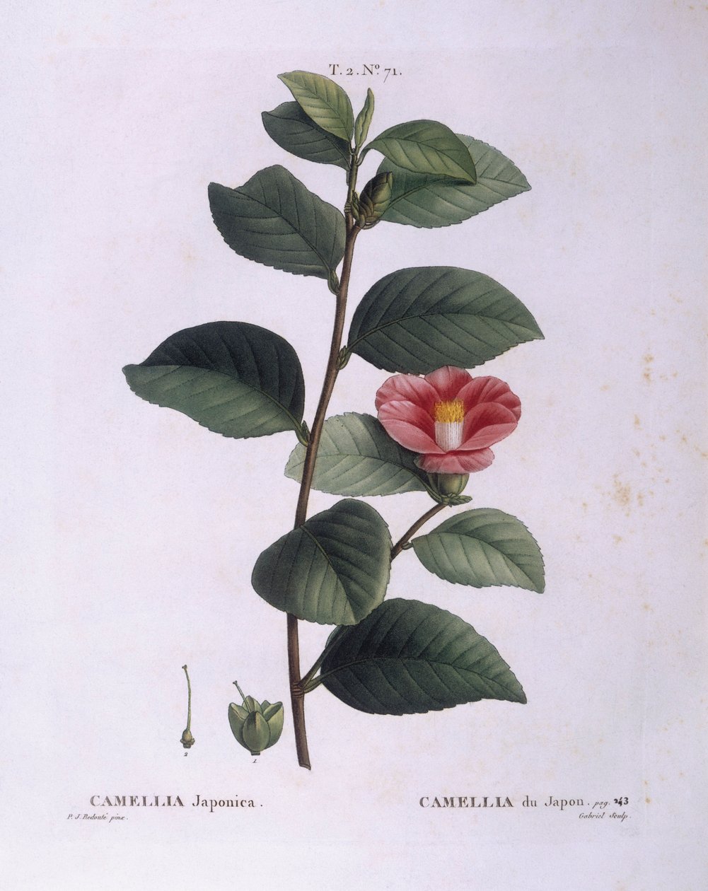 Camelia (Camellia japonica), tavola botanica di Pierre Joseph Redouté da Pierre Joseph Redouté