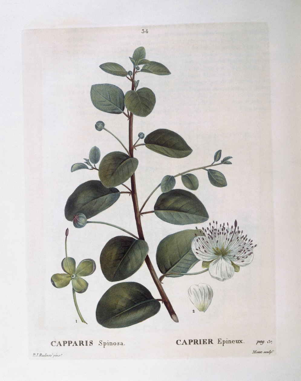 Cappero (Capparis spinosa), tavola botanica di Pierre Joseph Redouté da Pierre Joseph Redouté