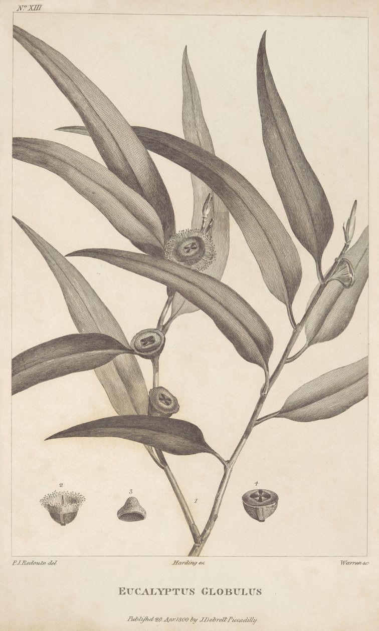 Eucalyptus Globulus da 