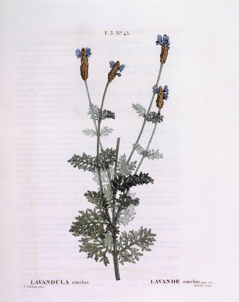 Lavanda francese (Lavandula stoechas), Henry Louis Duhamel du Monceau, tavola botanica di Pierre Joseph Redouté da Pierre Joseph Redouté