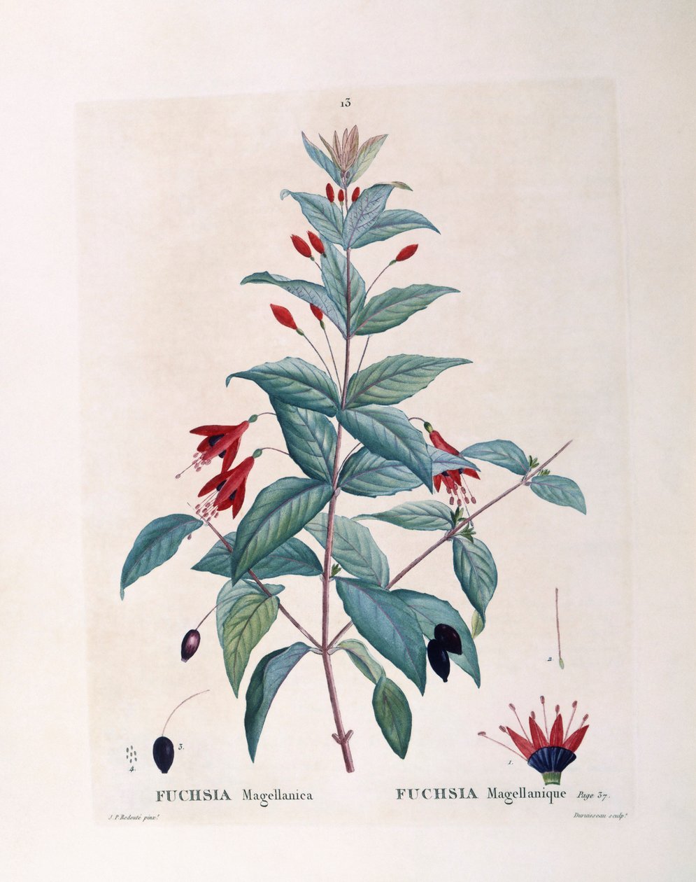 Fucsia (Fuchsia magellanica), Henry Louis Duhamel du Monceau, tavola botanica di Pierre Joseph Redouté da Pierre Joseph Redouté