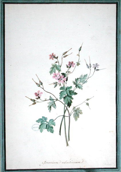 Geranium Robertianum da Pierre Joseph Redouté