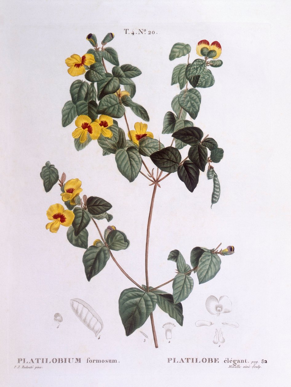 Platylobium formosum, Henry Louis Duhamel du Monceau, tavola botanica di Pierre Joseph Redouté da Pierre Joseph Redouté