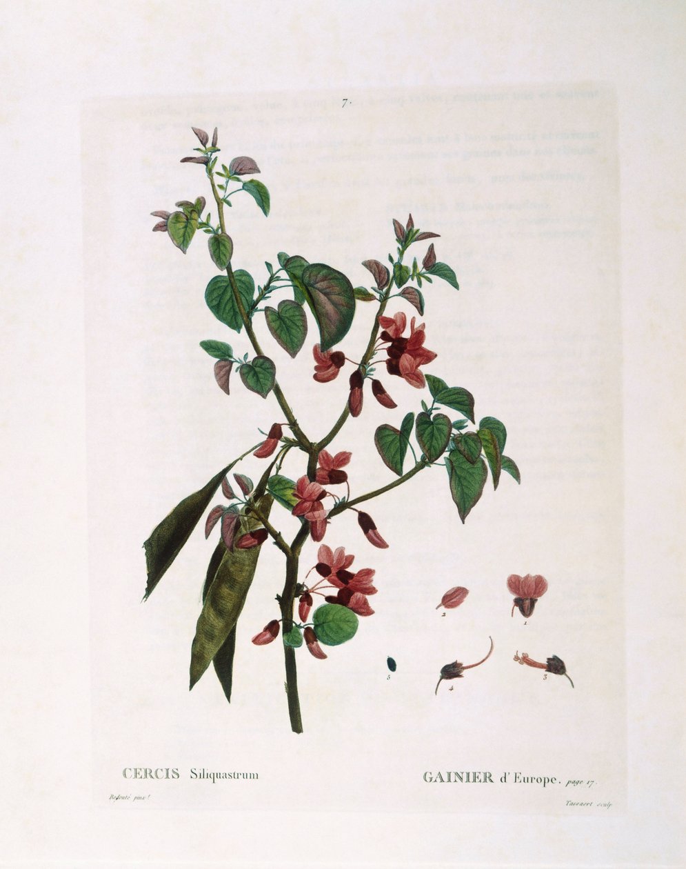 Albero di Giuda (Cercis siliquastrum), tavola botanica di Pierre Joseph Redouté da Pierre Joseph Redouté