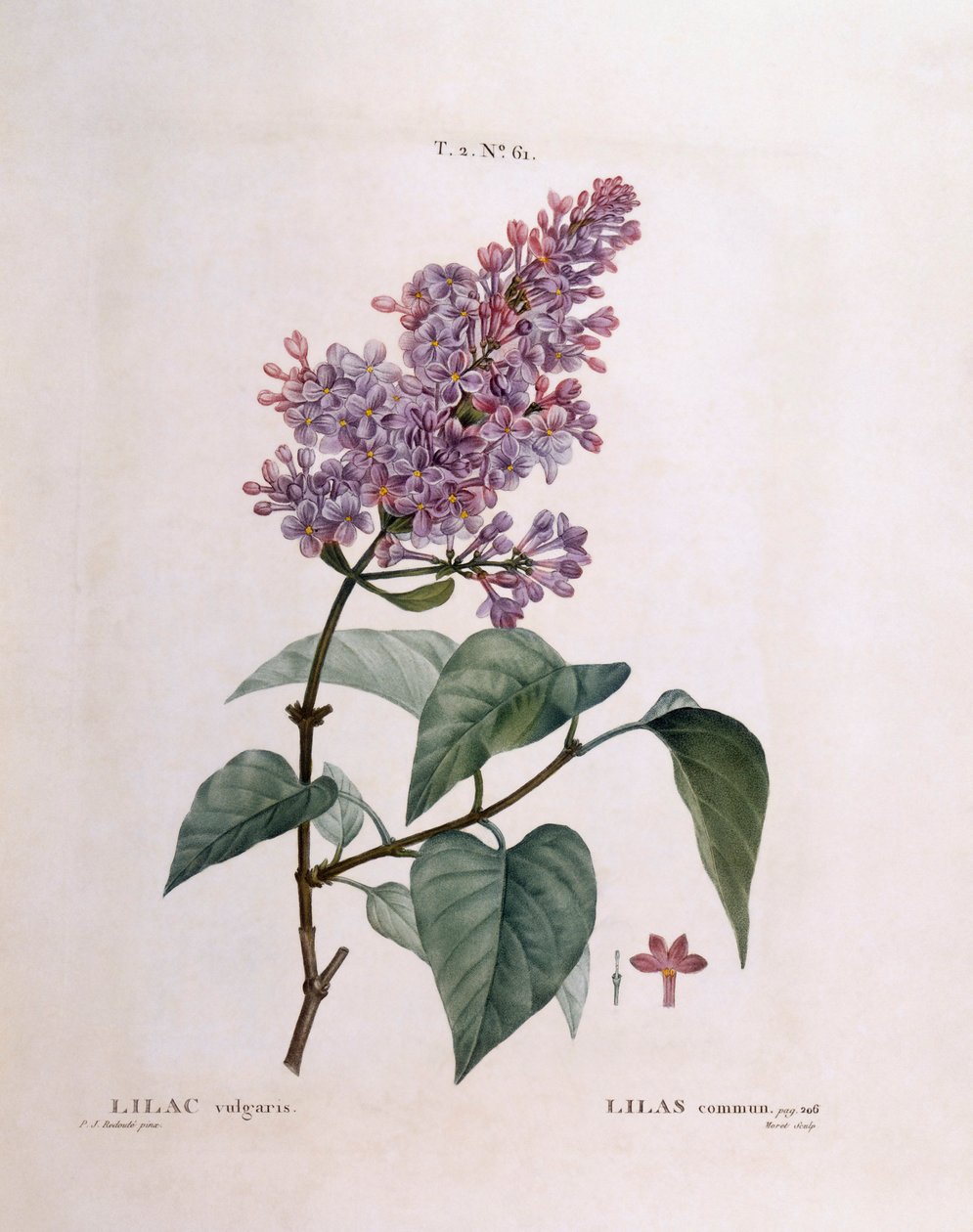 Lillà (Syringa vulgaris), tavola botanica di Pierre Joseph Redouté da Pierre Joseph Redouté