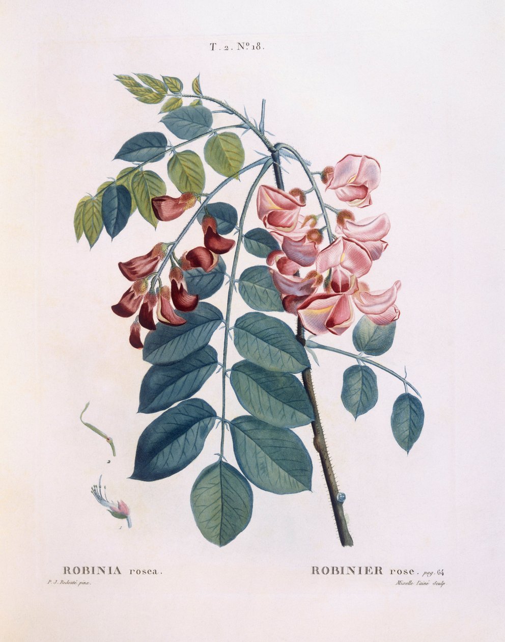 Robinia (Robinia rosea), Henry Louis Duhamel du Monceau, tavola botanica di Pierre Joseph Redouté da Pierre Joseph Redouté