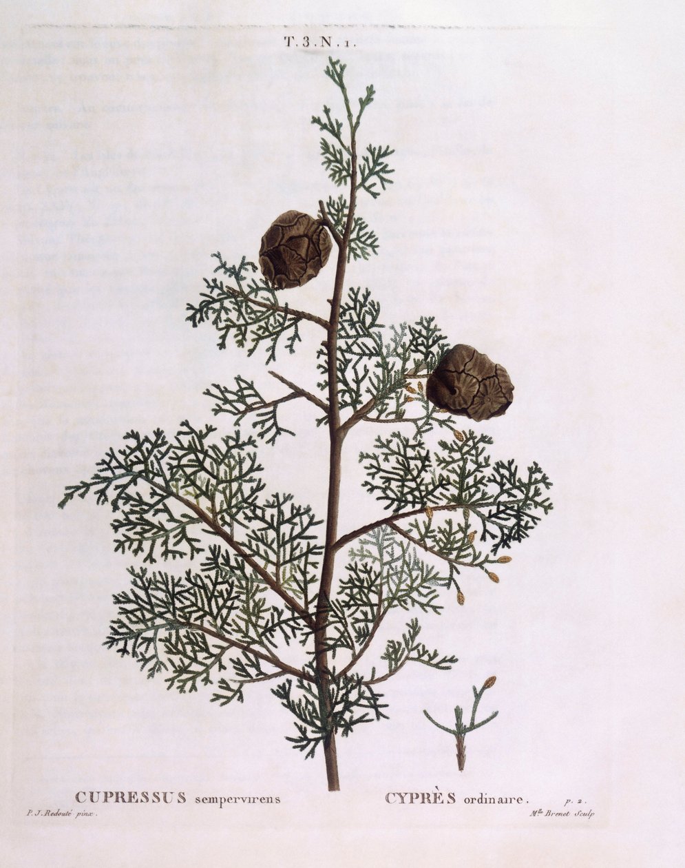 Cipresso mediterraneo (Cupressus sempervirens), tavola botanica di Pierre Joseph Redouté da Pierre Joseph Redouté