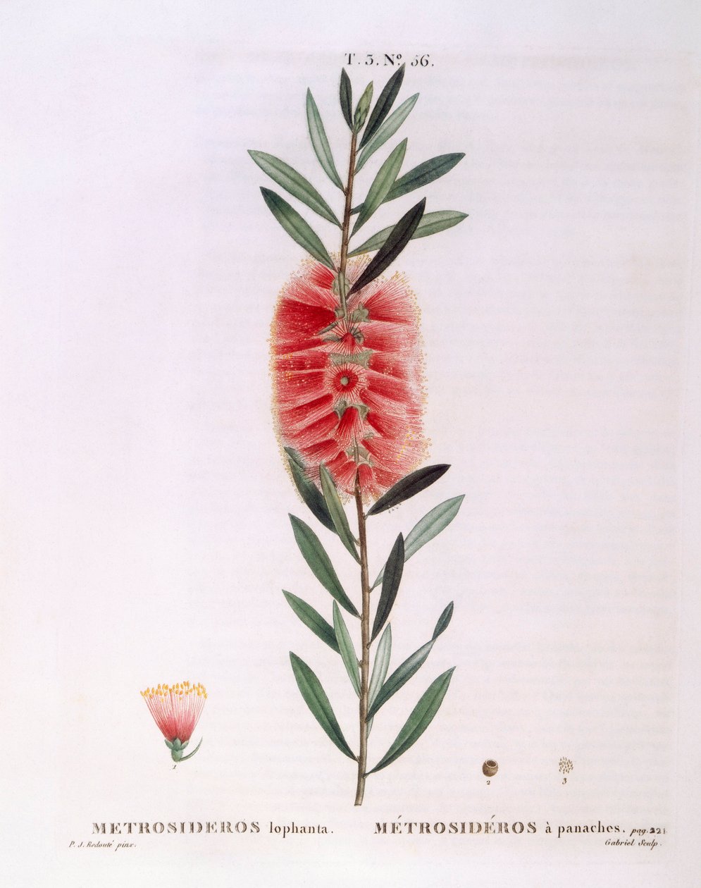 Metrosideros Lophanta, tavola botanica di Pierre Joseph Redouté da Pierre Joseph Redouté