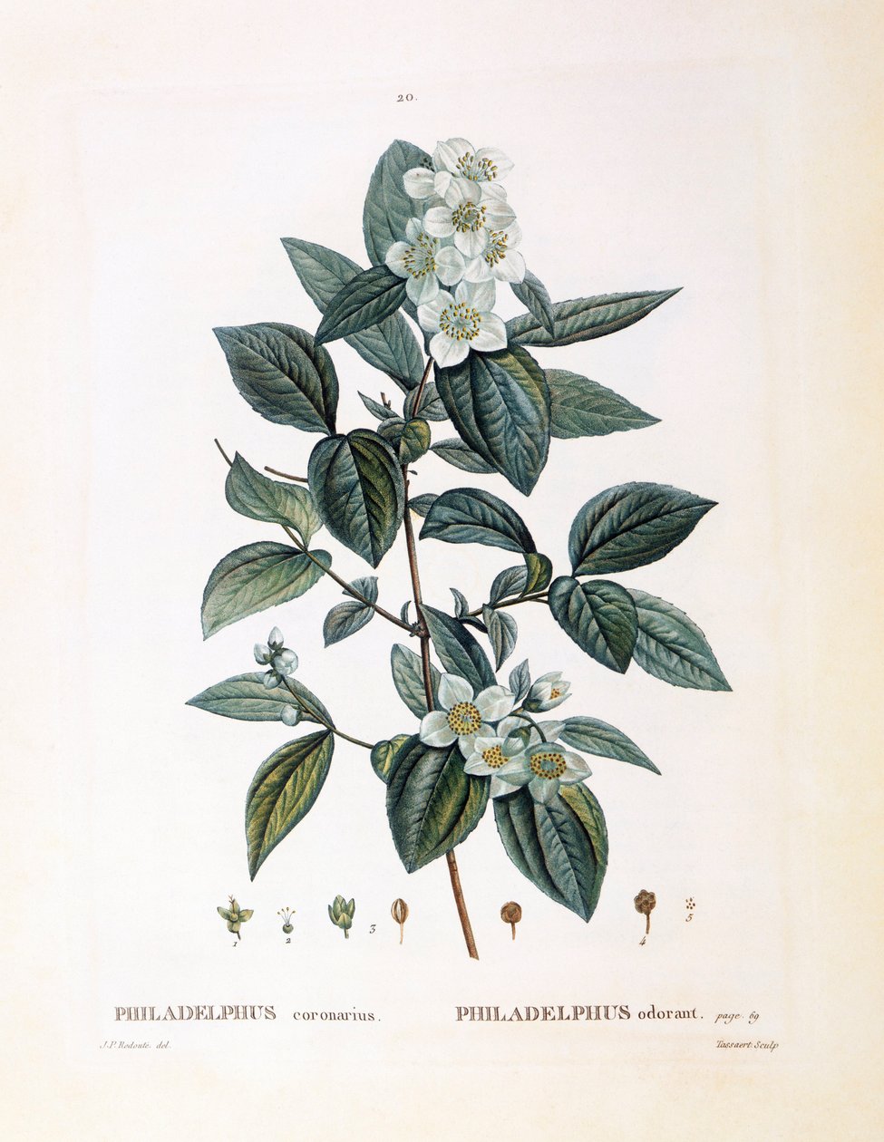 Finto arancio (Philadelphus coronarius), tavola botanica di Pierre Joseph Redouté da Pierre Joseph Redouté
