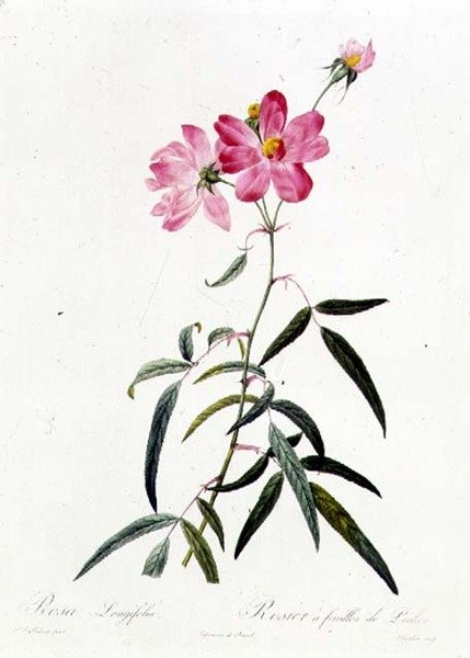 Rosa Longifolia da Pierre Joseph Redouté