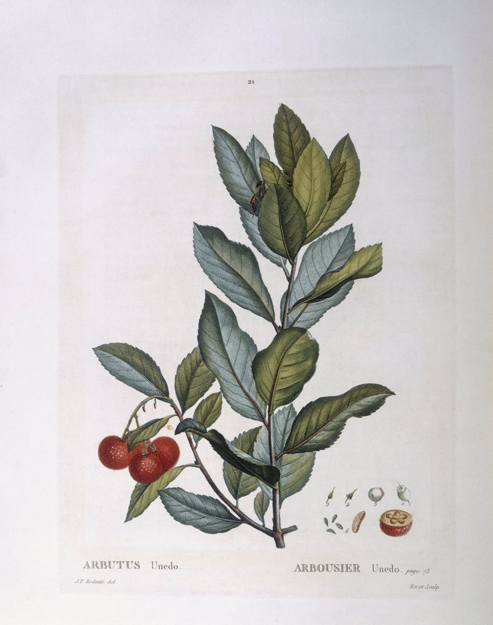 Corbezzolo (Arbutus unedo), tavola botanica di Pierre Joseph Redouté da Pierre Joseph Redouté